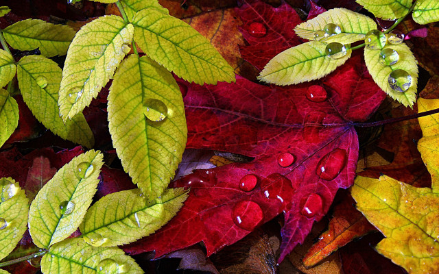 Leaves water droplets autumn red free wallpaper - medium preview image
