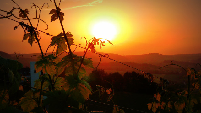 Sunset vineyard mountain clouds gradient free wallpaper - medium preview image