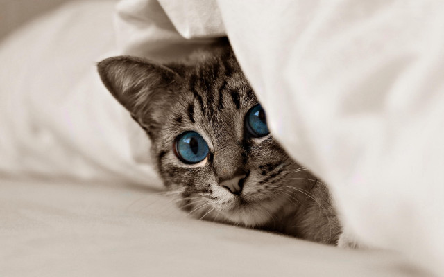 Cat blue eyes hiding bed free wallpaper - medium preview image