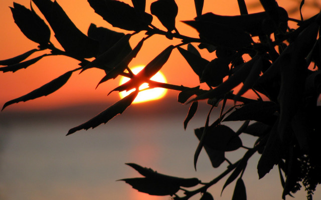 Tree branch sunset water leaves free wallpaper - medium preview image