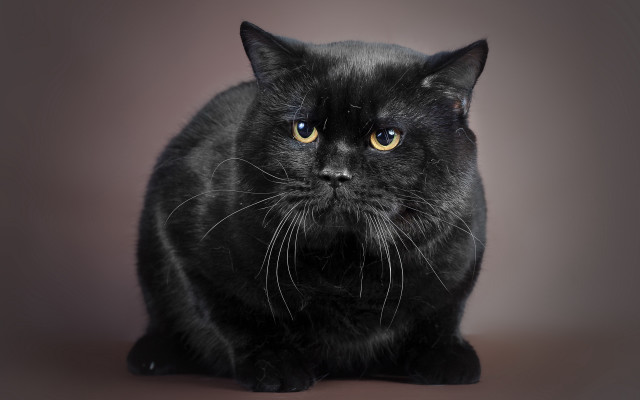 Black cat yellow eyes sitting #4 free wallpaper - medium preview image