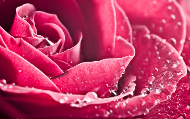 Pink rose water droplets macro free wallpaper - medium preview image