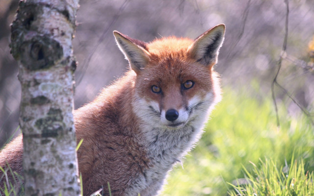 Fox tree forest grass bush free wallpaper - medium preview image