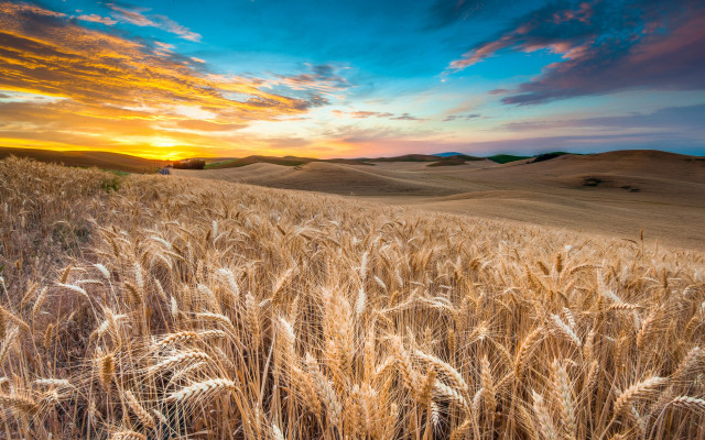 Wheat field sunset clouds hills #2 free wallpaper - medium preview image
