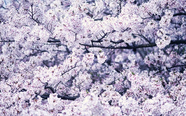 Spring cherry blossoms bird tree free wallpaper - medium preview image