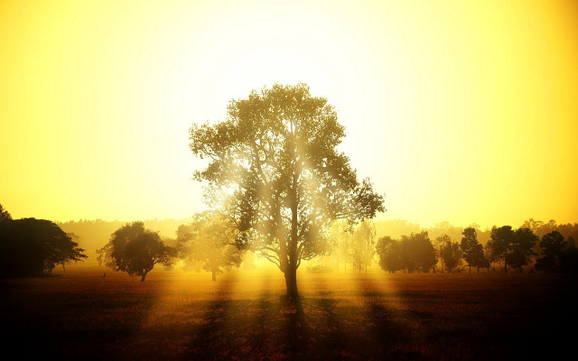 Autumn sunset tree lake horizon free wallpaper - medium preview image