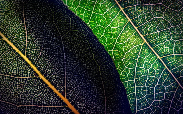 Green leaf yellow tip macro free wallpaper - medium preview image