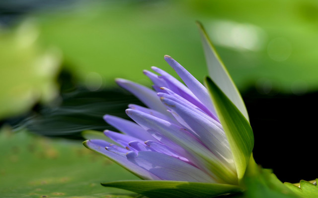 Purple flower water droplets macro #17 free wallpaper - medium preview image