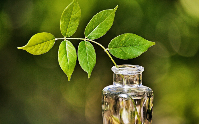 Small glass vase plant green free wallpaper - medium preview image