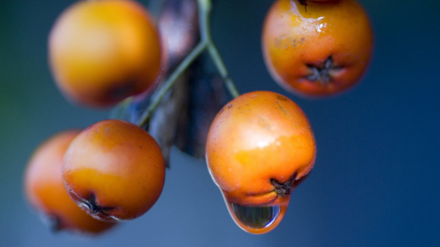 Fruit tree branch water droplets free wallpaper - medium preview image