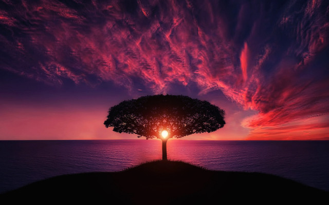 Tree bright light sunset red free wallpaper - medium preview image