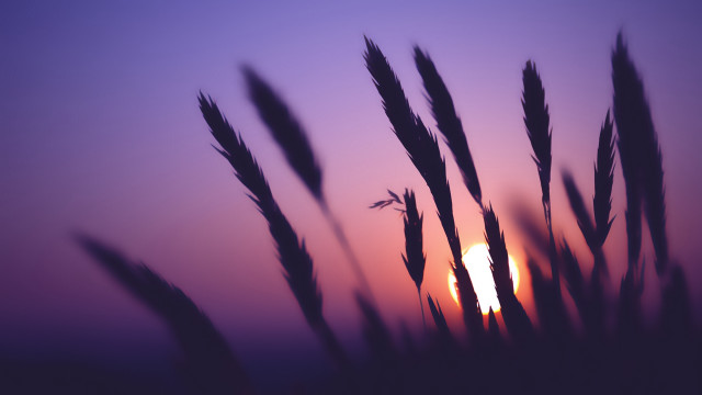 Blurry sunset tallgrass bird mountain free wallpaper - medium preview image
