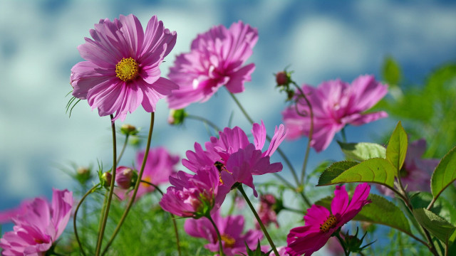 Pink flowers grass sky clouds #2 free wallpaper - medium preview image