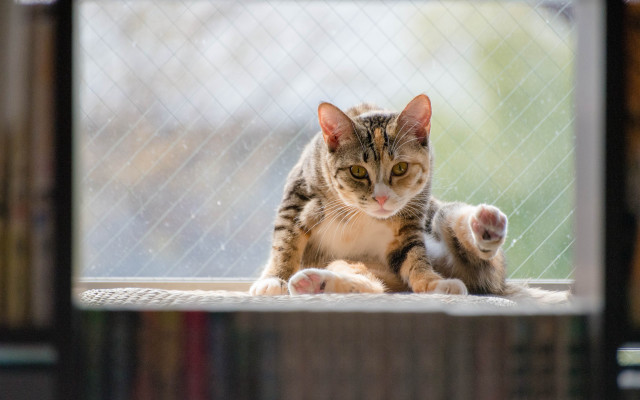 Cat window sill arabesque puzzle free wallpaper - medium preview image