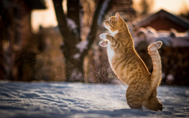 Cat snow playful impressionist bokeh free wallpaper - medium preview image