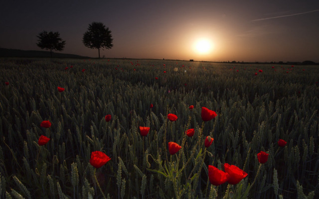 Red flowers sunset tree scene free wallpaper - medium preview image