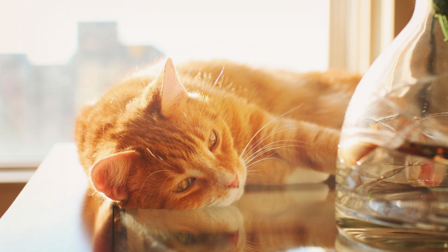 Cat vase flower window city free wallpaper - medium preview image