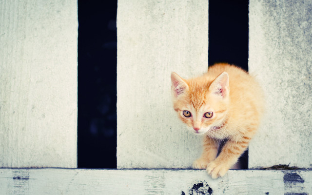 Orange kitten window ledge animal free wallpaper - medium preview image