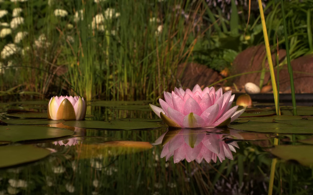 Pink flower pond lily pads #2 free wallpaper - medium preview image