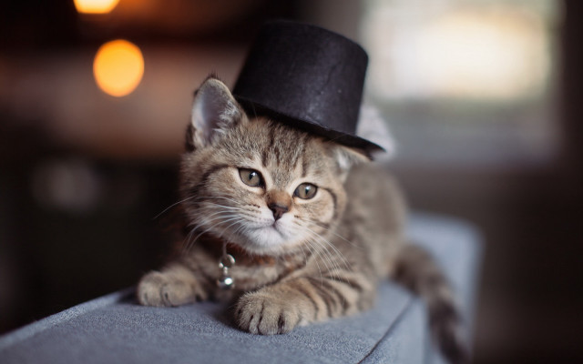 Cat hat couch steampunk bokeh free wallpaper - medium preview image