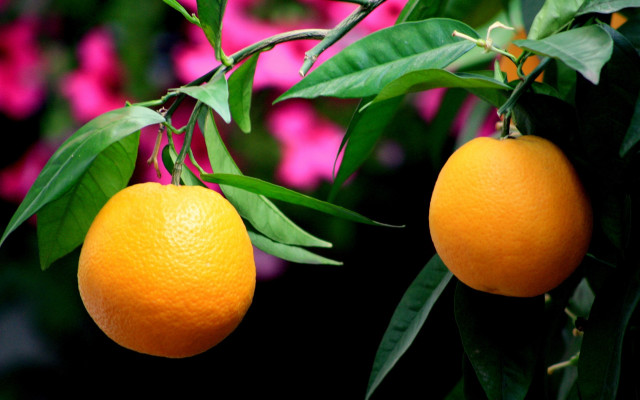 Two oranges pink flowers green free wallpaper - medium preview image