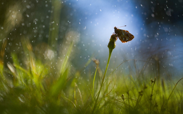 Insect blade grass rain magic free wallpaper - medium preview image
