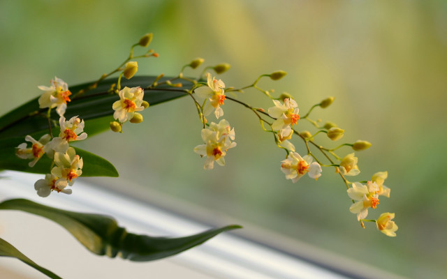 Yellow flower vase window sill free wallpaper - medium preview image