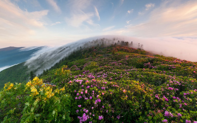 Mountain clouds flowers mist neo free wallpaper - medium preview image