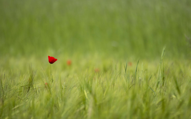 Red flower grassy field shallow free wallpaper - medium preview image