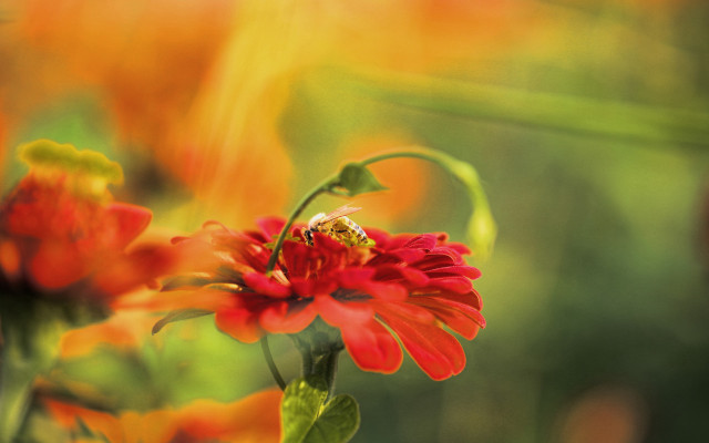 Bee red flower orange garden free wallpaper - medium preview image