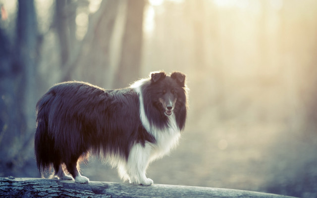 Dog log woods blurry background free wallpaper - medium preview image