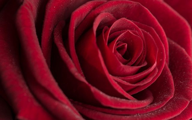 Red rose water droplets macro #63 free wallpaper - medium preview image