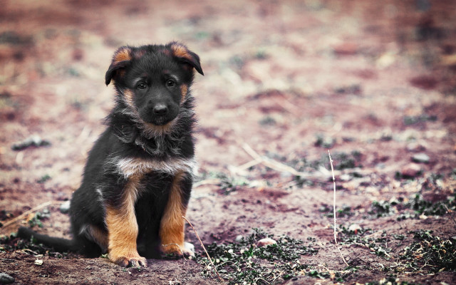 Puppy sad field grass dirt free wallpaper - medium preview image