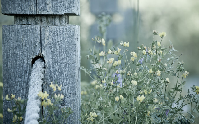 Water spout garden flowers fence free wallpaper - medium preview image