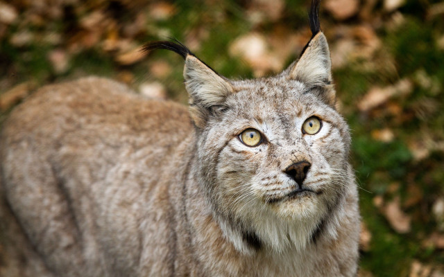 Cat nose long tail blurry free wallpaper - medium preview image
