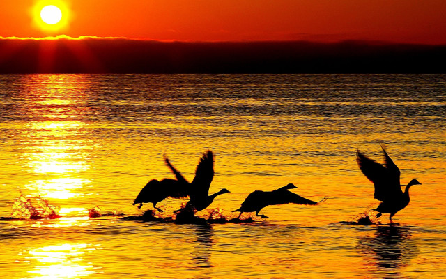 Birds sunset water dawn silhouette free wallpaper - medium preview image