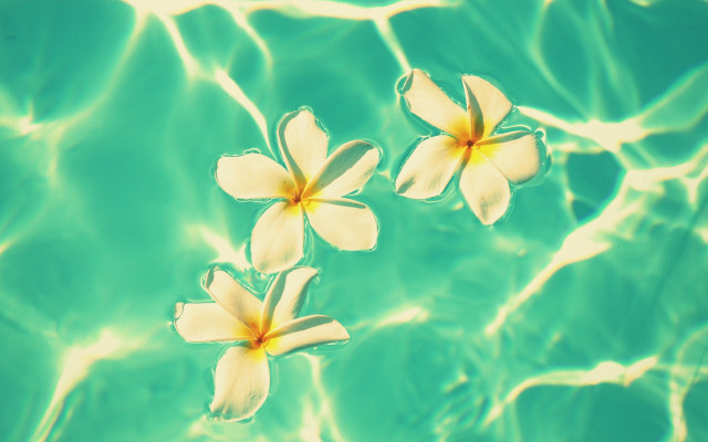 Three flowers water ripples blue free wallpaper - medium preview image