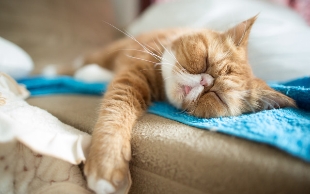 Cat sleeping blurry beach melting #2 free wallpaper - medium preview image