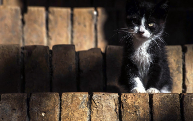 Black white cat wooden ledge #2 free wallpaper - medium preview image