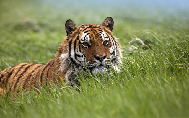 Tiger laying grass looking distance #2 free wallpaper - medium preview image