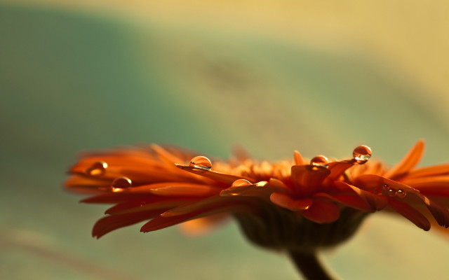 Flower water droplets sky macro free wallpaper for desktop - medium preview image