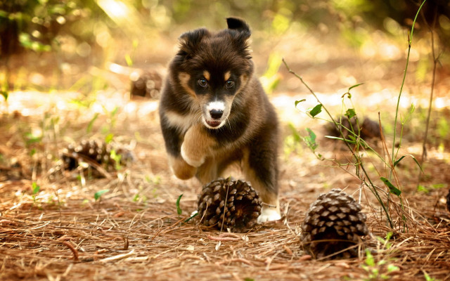 Dog running forest pinecones animal free wallpaper - medium preview image