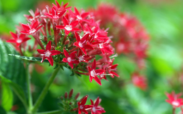 Red flower green leaves bokeh #4 free wallpaper - medium preview image