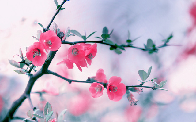Pink flowers branch leaves sky free wallpaper - medium preview image