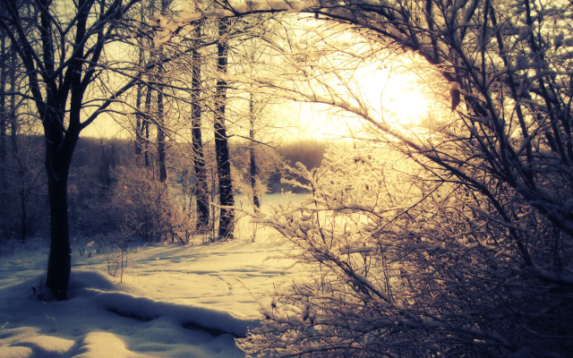 Snowy forest path sunlight winter free wallpaper - medium preview image