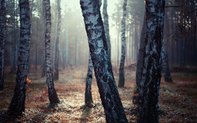 Autumn forest trail fog leaves free wallpaper - medium preview image