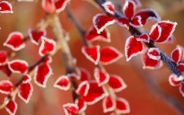 Frosted plant red flowers bokeh free wallpaper - medium preview image