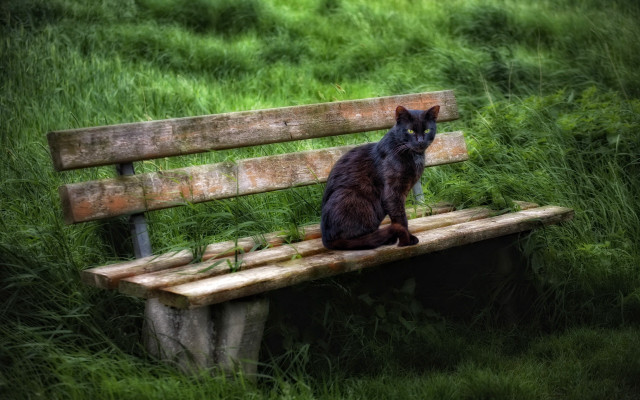 Black cat gothic forest illustration free wallpaper - medium preview image