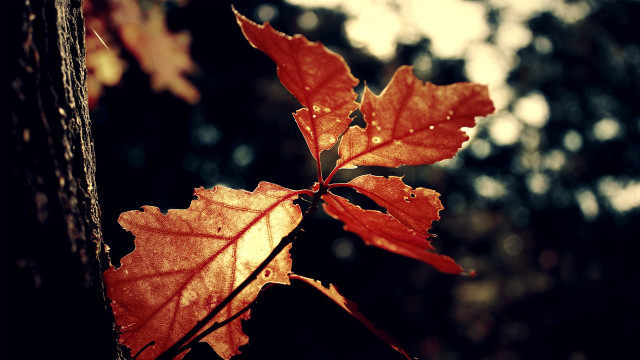 Leaf tree sunlight nature green free wallpaper - medium preview image