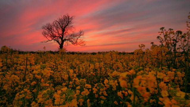 Autumn sunset field flowers tree free wallpaper - medium preview image